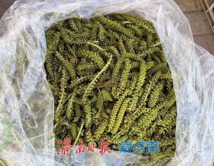 春风送鲜，南部山区春菜、菜苗备受青睐