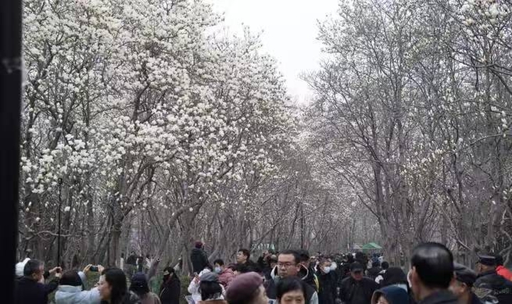 古韵新潮交织,百花春日赏花再掀热潮