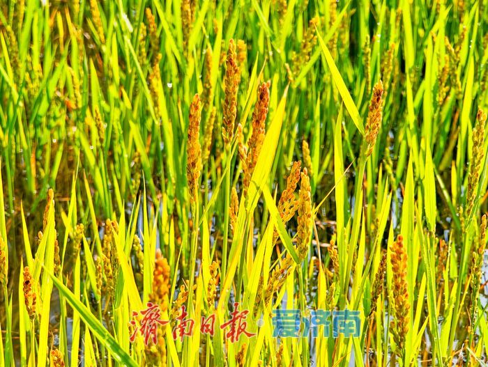 一年四季 泉在济南丨黄河岸畔稻花香：美里湖“金色丰收曲”即将奏响