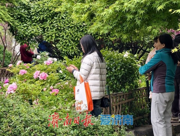 一年四季 泉在济南丨雨后牡丹，分外娇艳