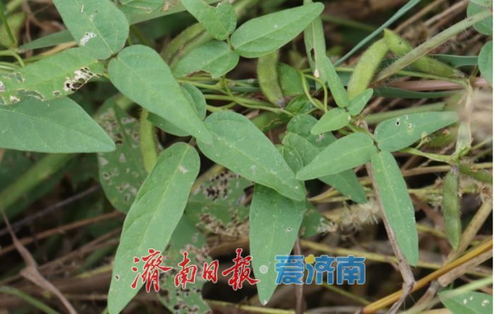 摸清生物多样性“家底”，1581种生物物种“安家”商河
