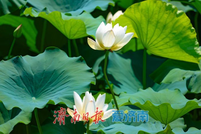 满湖荷花映华山 夏日风光惹人醉