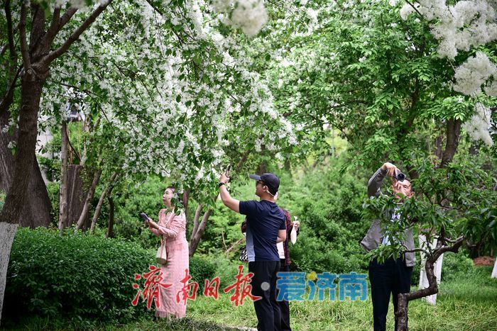 一年四季 泉在济南丨大明湖畔“四月雪” 流苏花开引客来