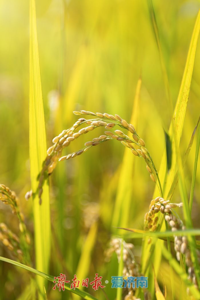 稻熟时节，邂逅乡村生态之美