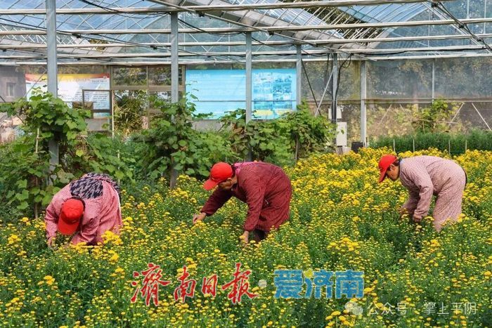 金秋如约，“菊”世无双！平阴盆王菊花文化节暨秋季黄河大集盛大开幕