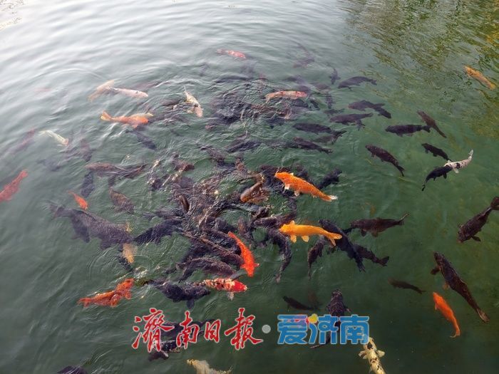 济南珍珠泉碧水锦鲤醉游人