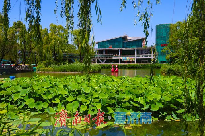 一年四季 泉在济南丨小荷才露尖尖角 解锁夏日温柔诗意