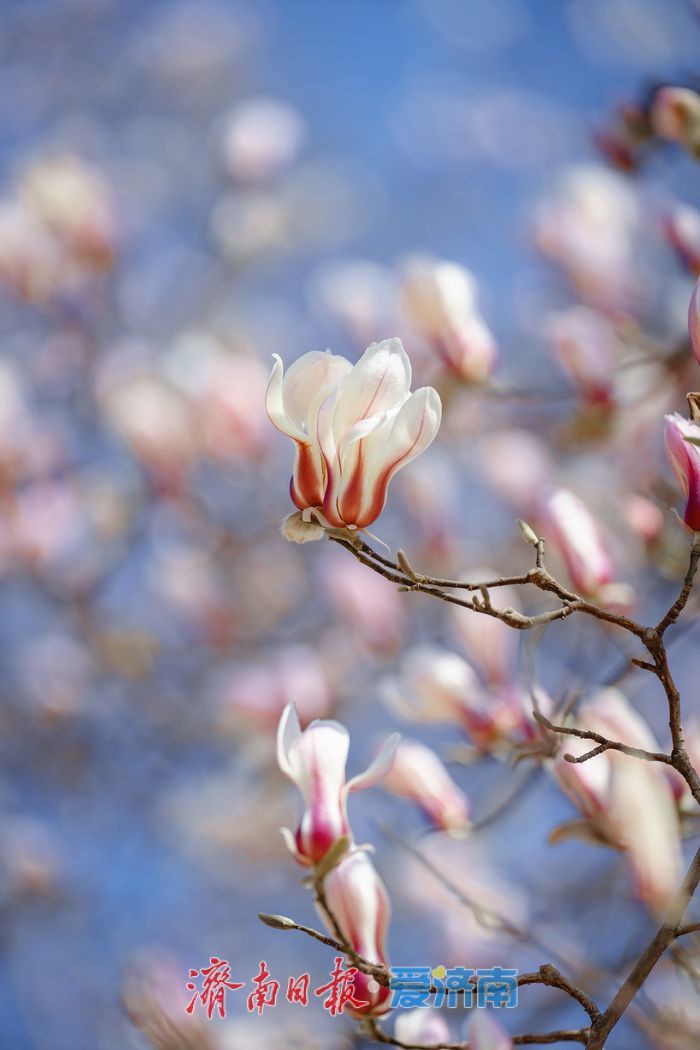 一年四季 泉在济南丨迎春花、玉兰、梅花竞相绽放，泉城公园一派春意盎然