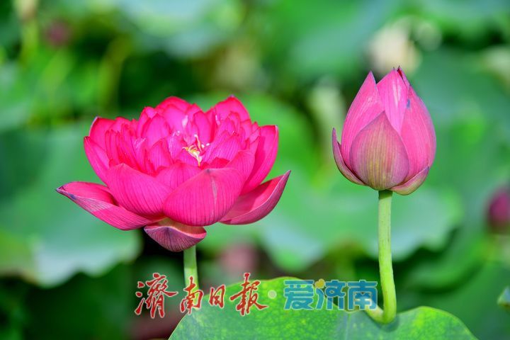 湖光悦色·荷映泉城！济南市第40届荷花艺术节7月3日灿烂启幕