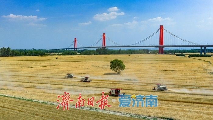 济南起步区麦浪滚滚，机械化收割确保夏粮颗粒归仓