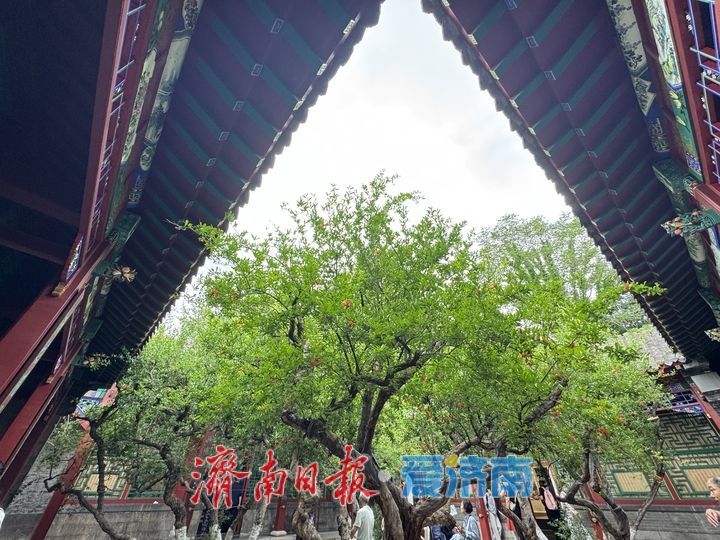 百年榴花映古建 万竹园里夏韵浓