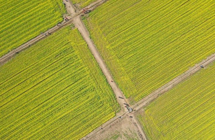 仲春时节满眼金，油菜花开遍地黄 