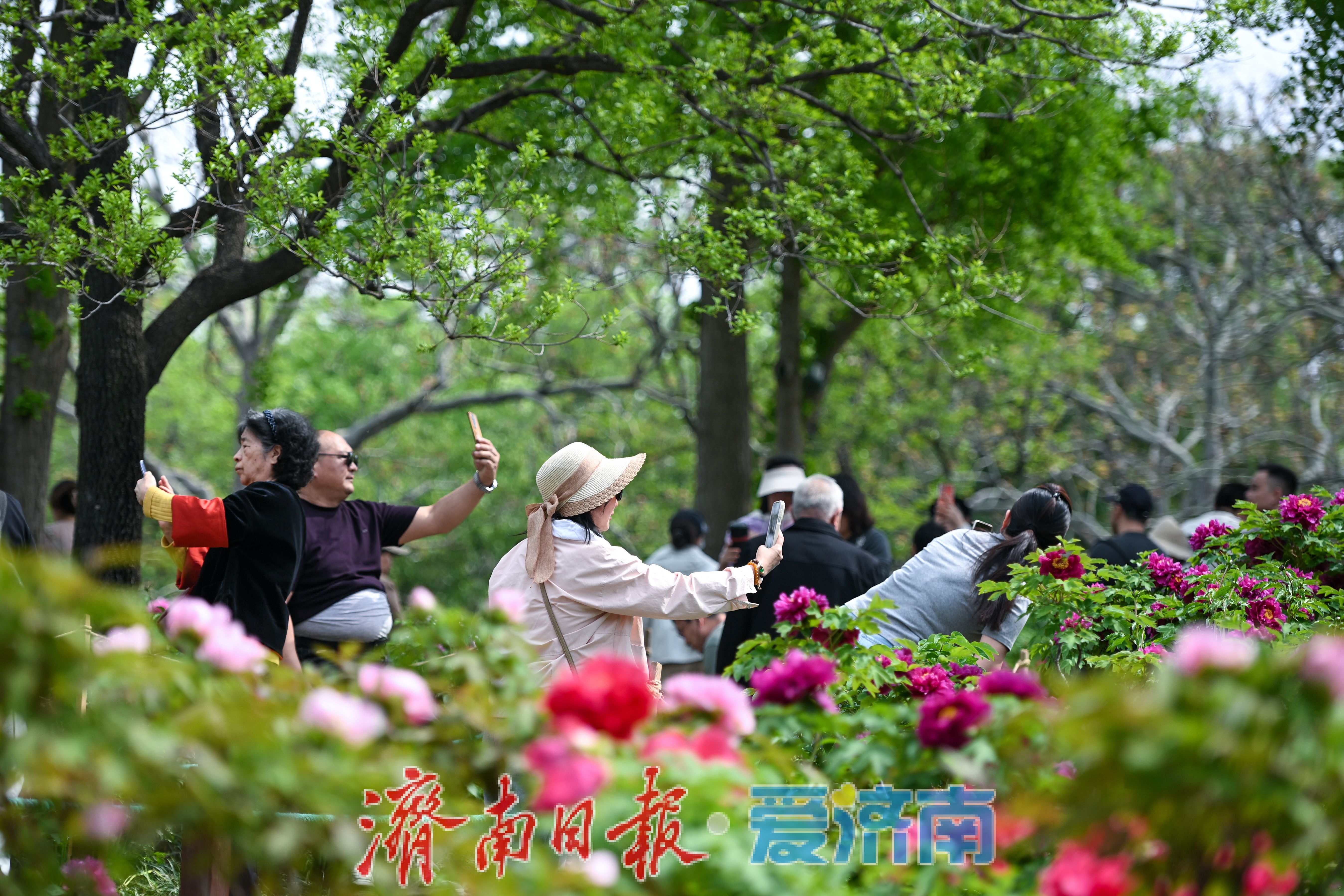 一年四季 泉在济南丨泉城公园牡丹盛放迎春 周末赏花人潮涌动