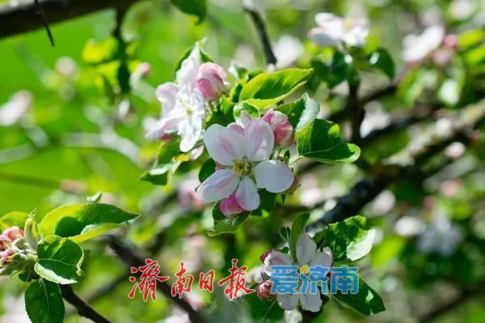 春日暖阳，带你奔赴浪漫花约，济南市特色林果赏花攻略来啦→