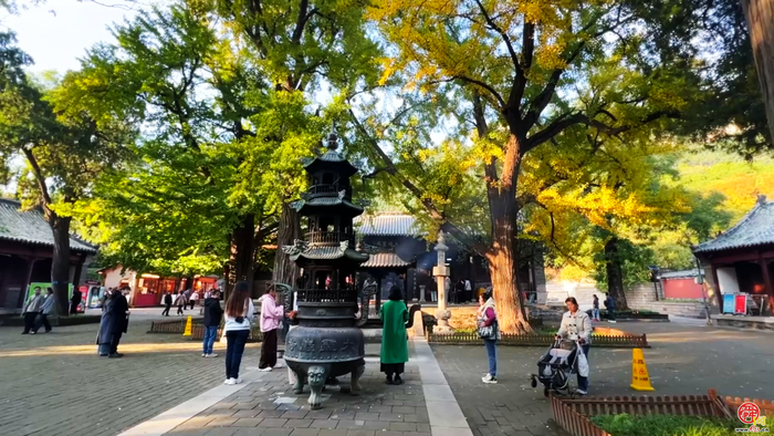 秋染灵岩寺丨古银杏已染金