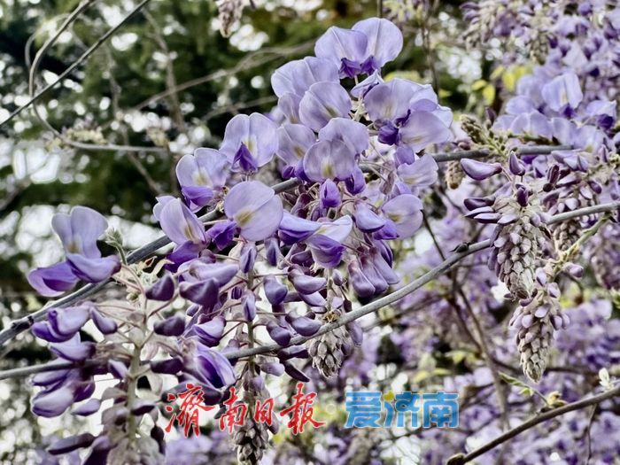 泉城公园紫藤盛放 花香满廊醉游人