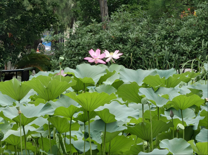 赏荷纳凉正当时！跟着赏荷地图走起