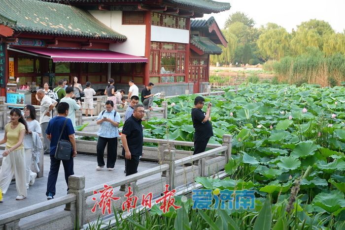 一年四季 泉在济南丨大明湖荷花迎最佳观赏期 游人沉醉夏韵芬芳
