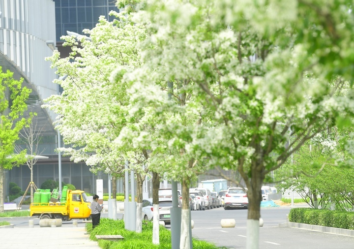 “泉”在济南过五一｜流苏花开白如雪，花香四溢醉人心