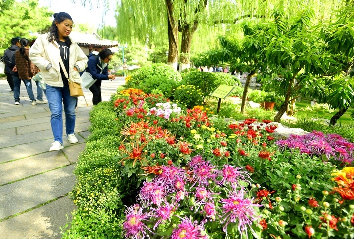 叶落秋意浓 泉畔菊飘香