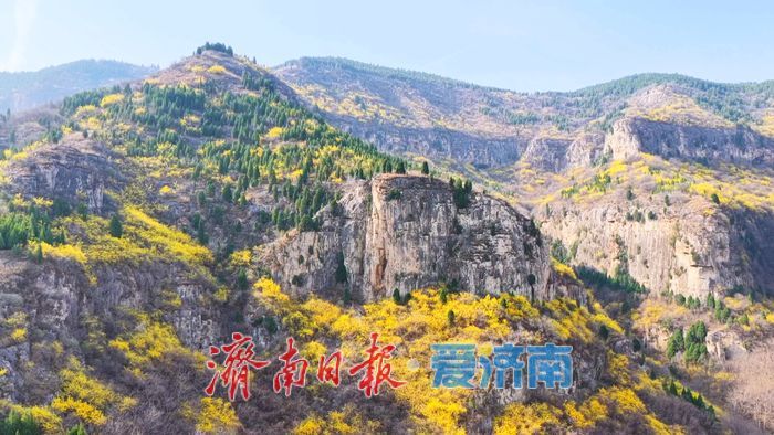 一年四季 泉在济南丨峭壁绽金蕊，南山春意浓
