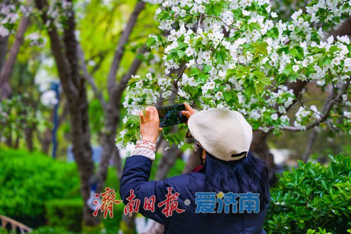 晚樱盛放续春意 五龙潭再迎赏樱高潮