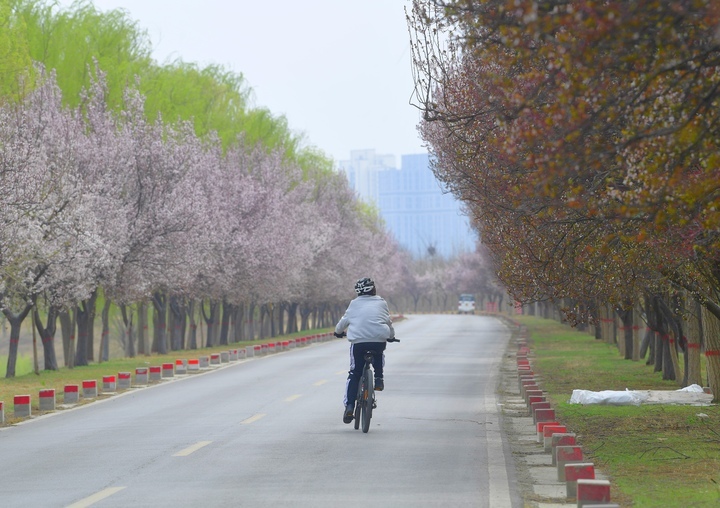 一路繁花醉人心，济南黄河畔“樱花大道”等你来打卡