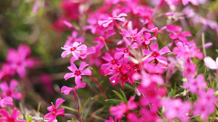 “泉”在济南过五一｜龙鼎大道 花海之旅