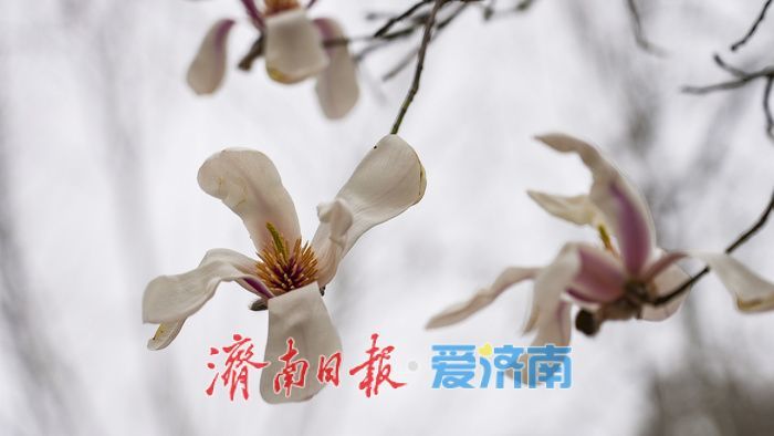 济南街头，玉兰花悄然绽放