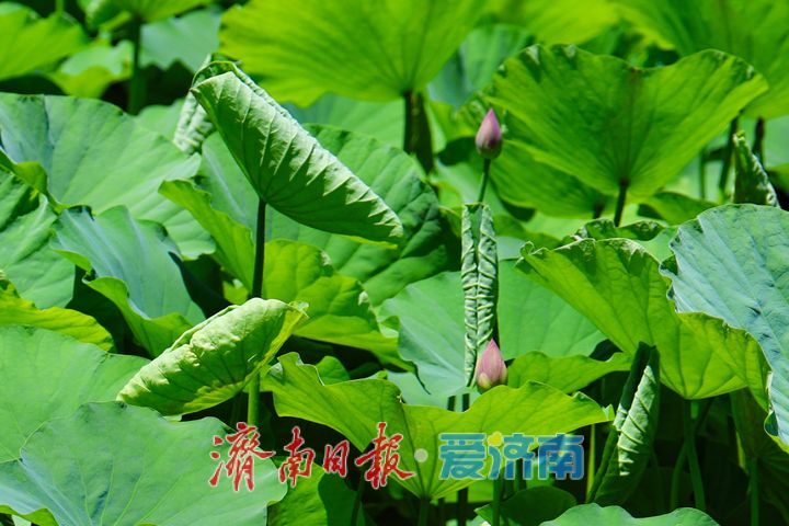 一年四季 泉在济南丨小荷才露尖尖角 解锁夏日温柔诗意