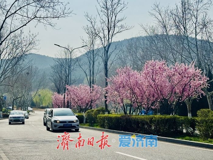 旅游路梅开成海 粉色花廊醉泉城