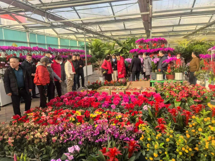 逛公园还能把心仪的年宵花带回家！济南5处公园里的年宵花展正在进行