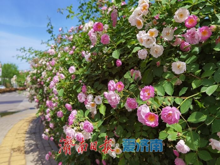 一年四季 泉在济南｜蔷薇“花廊”邂逅春日浪漫