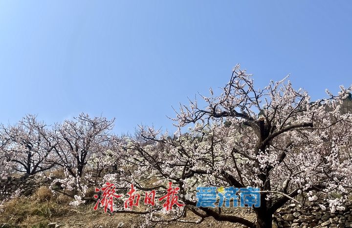 济南南部山区杏花进入盛花期 古村花海醉游人