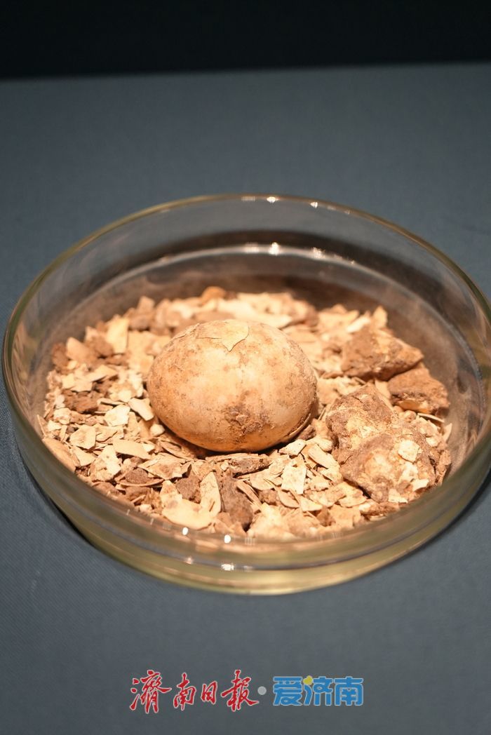 2000多年前的鸡蛋 洛庄汉墓出土的“千年一蛋”亮相山东博物馆