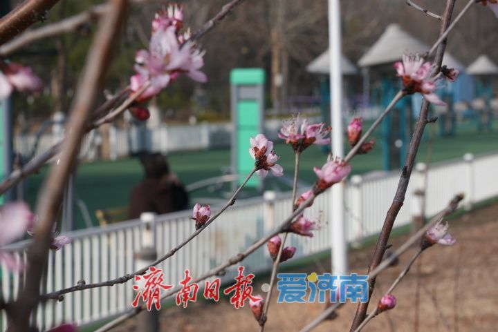 春日限定！济南奥体中心繁花初绽