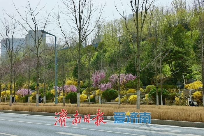 济南CBD茂岭山山体公园春花烂漫，绘就城市春日盛景
