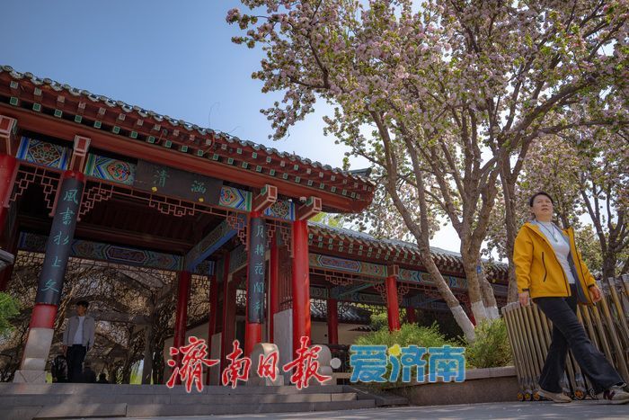 济南大明湖西府海棠盛放 古园春色醉游人