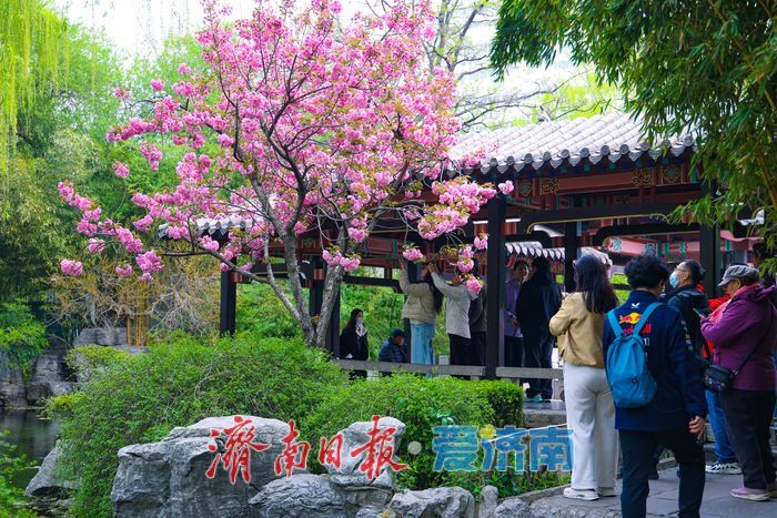 晚樱盛放续春意 五龙潭再迎赏樱高潮