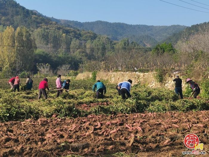 黄沙埠村：红薯喜丰收 “甜”地收获忙