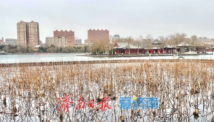 一年四季 泉在济南丨大明湖雪后如墨 冬日绘就水墨丹青