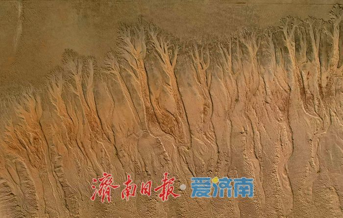 一年四季 泉在济南丨黄河济南段现壮美“潮汐树”自然奇观