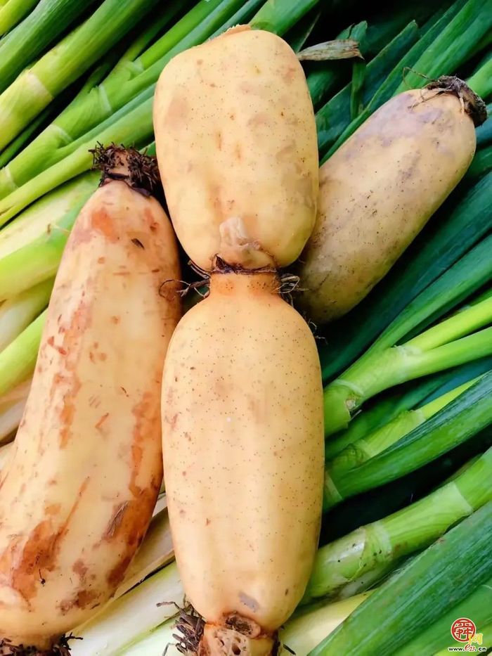 为哪吒重塑肉身，试试白云湖的藕？