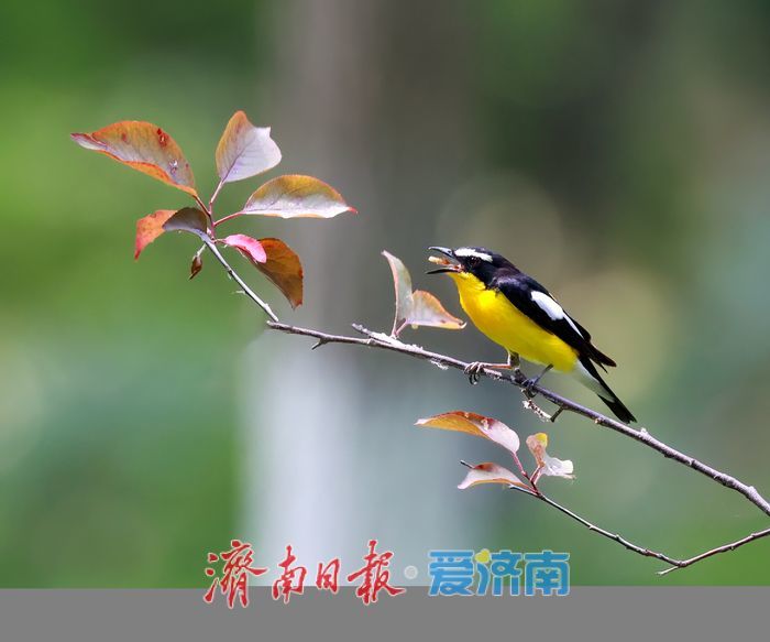 “鸭蛋黄”现身济南华山湖！