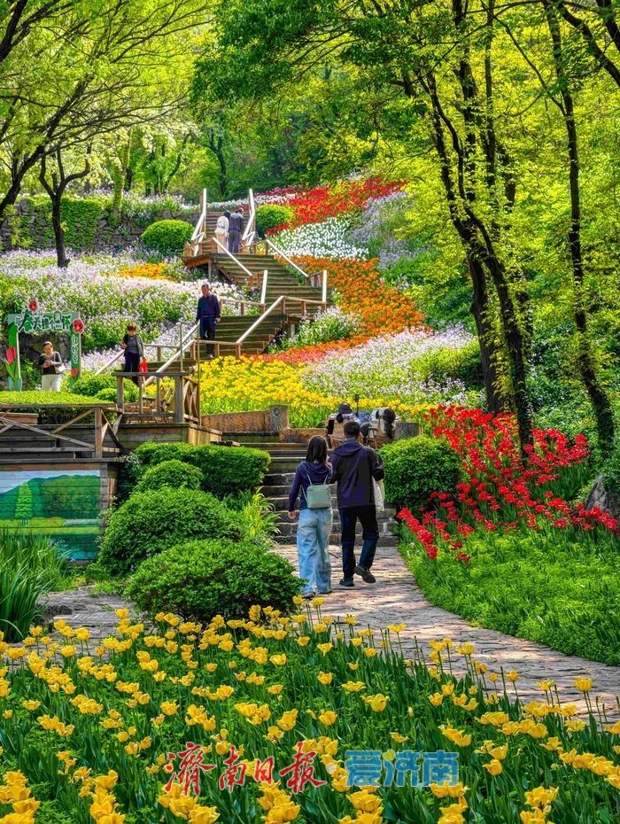 一年四季 泉在济南丨红叶谷百万郁金香盛放，点亮泉城春日盛景