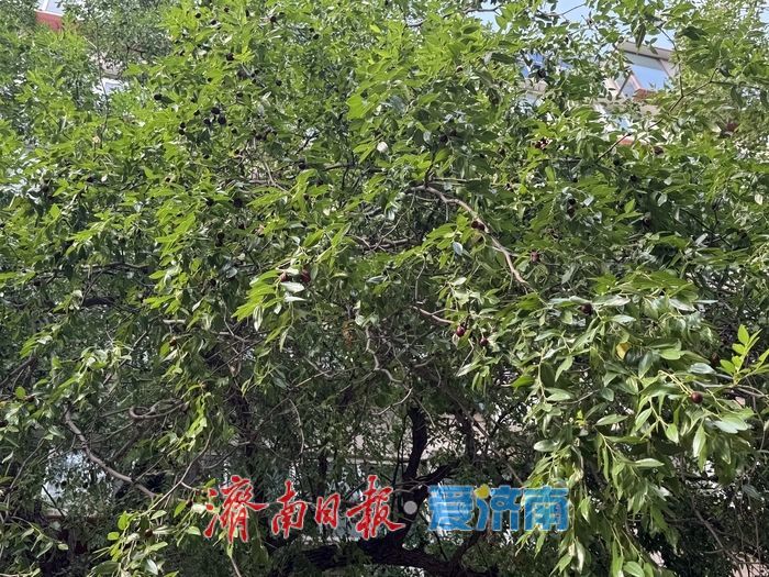 一年四季 泉在济南丨三百年枣树迎金秋 硕果累累添风情