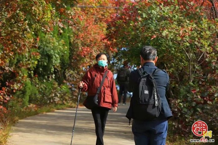 垛庄镇：秋意浓文旅热，“漫山红叶”引领赏秋新风尚