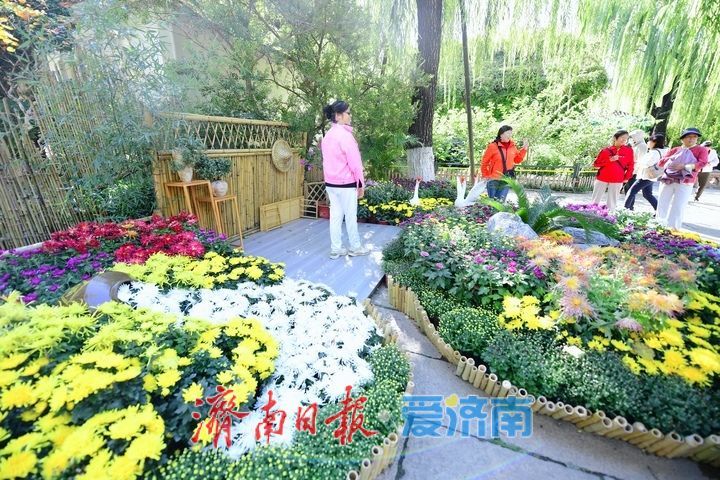 趵突流芳·菊绘华章，济南市第47届趵突泉金秋菊展加载进度90%！