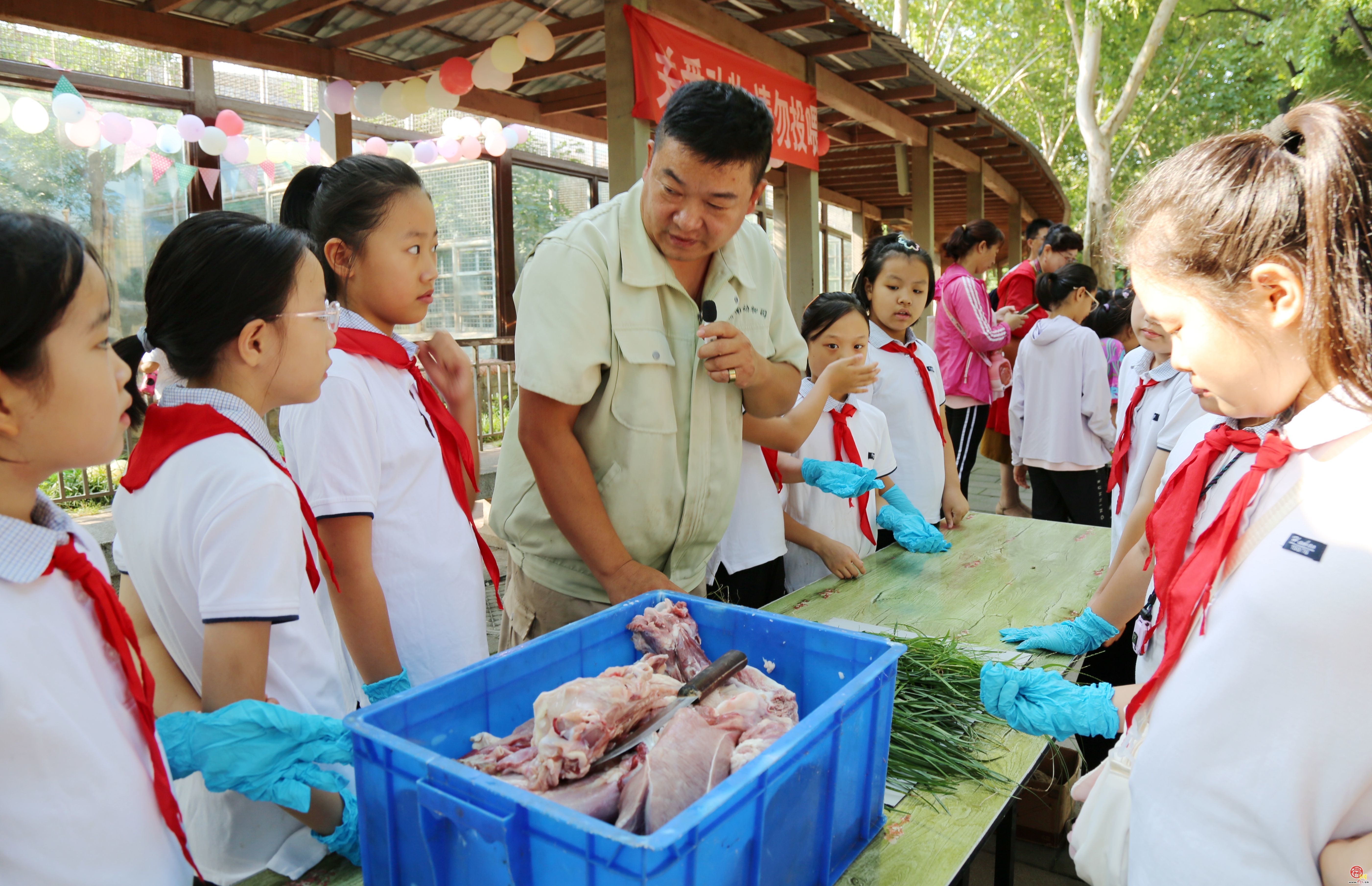 济南动物园为狮子“辛巴”庆生 独特 “羊皮” 增添别样魅力
