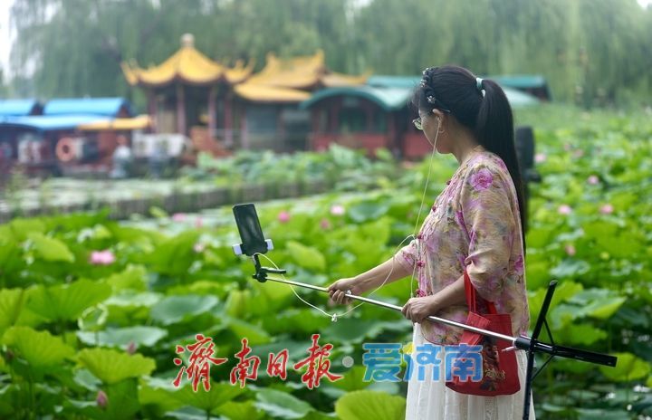 一年四季 泉在济南丨大明湖荷花盛开 游客纷至沓来打卡赏景